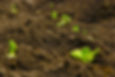 An example of healthy soil