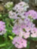 IMG_6666.jpeg