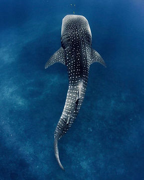 Nadar con el tiburon ballena