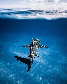 Nadarcon tiburones