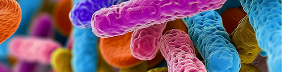 Einav Tayeb-Fligelman lab מעבדת עינב טייב-פליגלמן האוניברסיטה העיברית