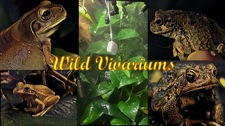Wild Vivariums Season 3 Nov 18, 2022