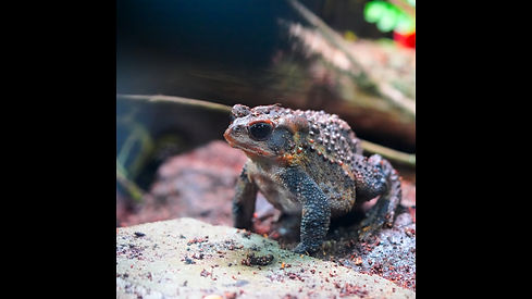 Still 2024-12-14 073258_1.25.1.jpg