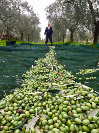 Agriturismo Fattoria Celle - olive production