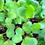 Thumbnail: Triton Purple Radish - Microgreens