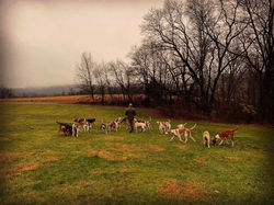 Thanksgiving hound walk