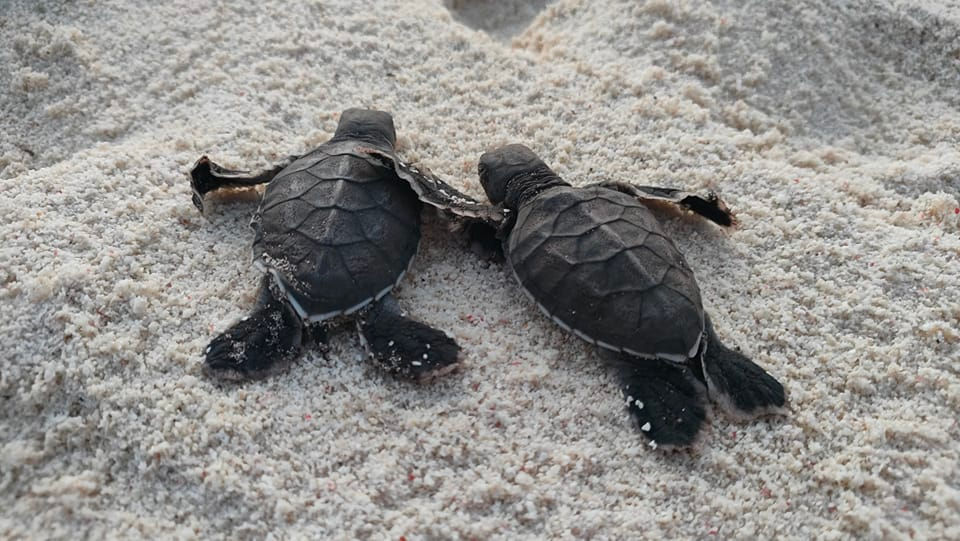 volunteer abroad, volunteer overseas with turtles, turtles conservation projects, volunteer work in Asia