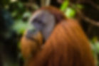 Semi-Wild-Orang-Utan-Sumatra.jpg