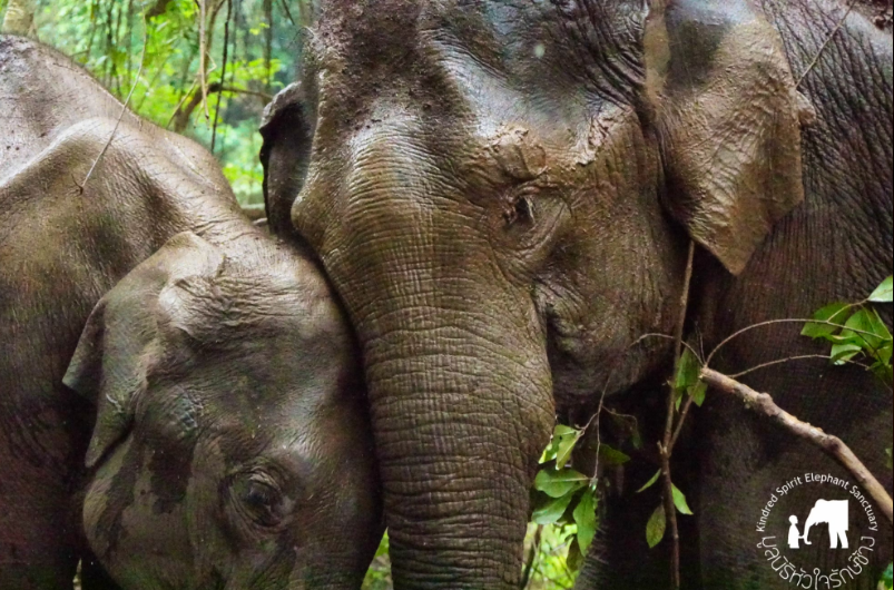 elephant projects in Thailand , volunteer abroad