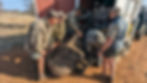 Volunteers helping to relocate a cape buffalo