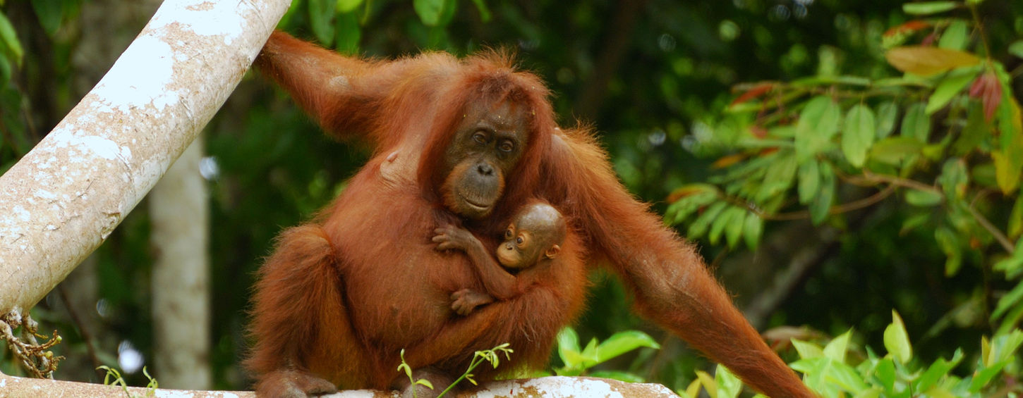 volunteers encounter orangutan