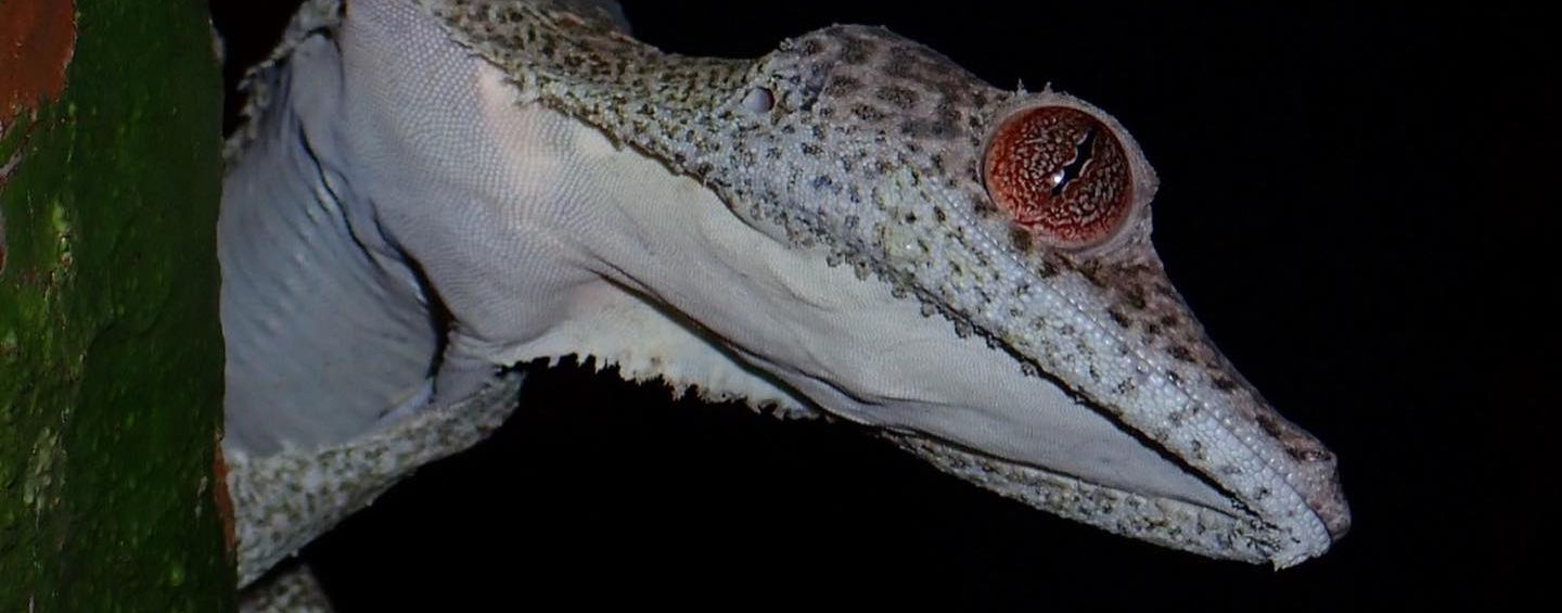 Marine conservation projects Madagascar. Volunteer abroad Madagascar. Scuba dive Madagascar