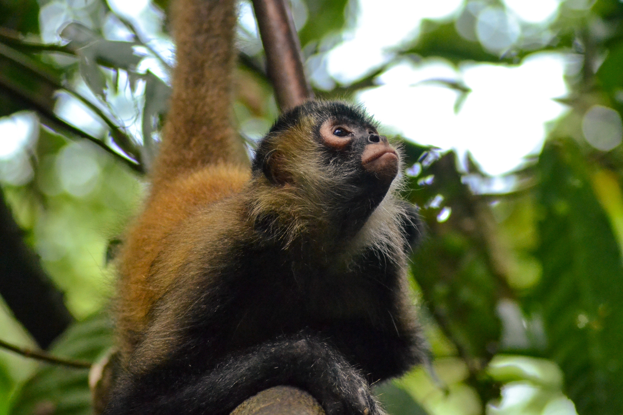 Volunteer Abroad | 4 Weeks Animal Husbandry Program in Costa Rica