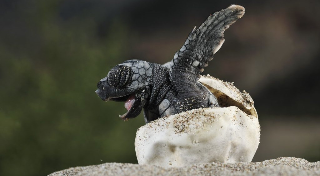 Volunteer overseas with turtles, marine conservation volunteering, turtle programs Malaysia