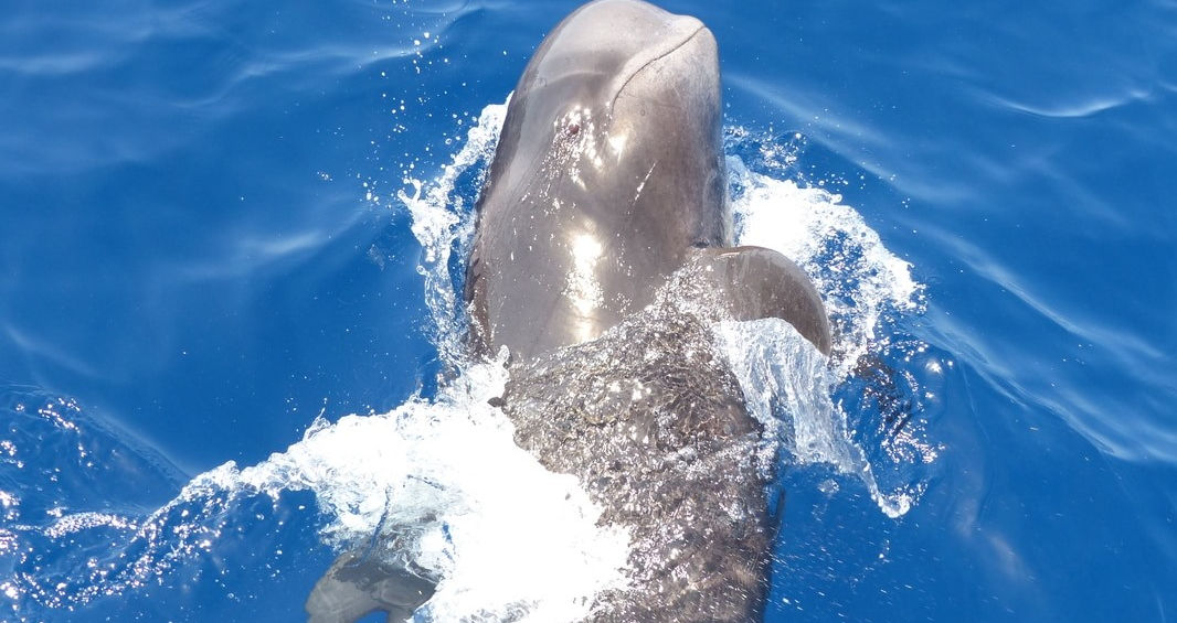 volunteer overseas in Spain, dolphin conservation, marine conservation volunteer projects Europe, do something different in spain. Help in spain, Tenerife eco activities