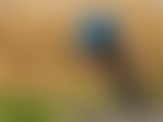 La Espirulina, el complemento del Deportista