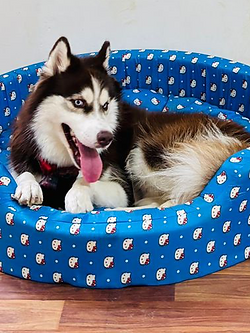 Dog Resting