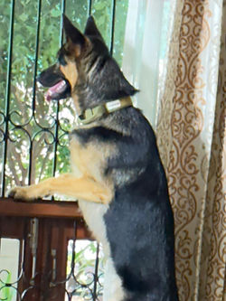 Dog Waiting for trainer