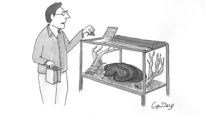 Gummy Mice - Original Work