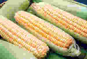 320844.jpeg