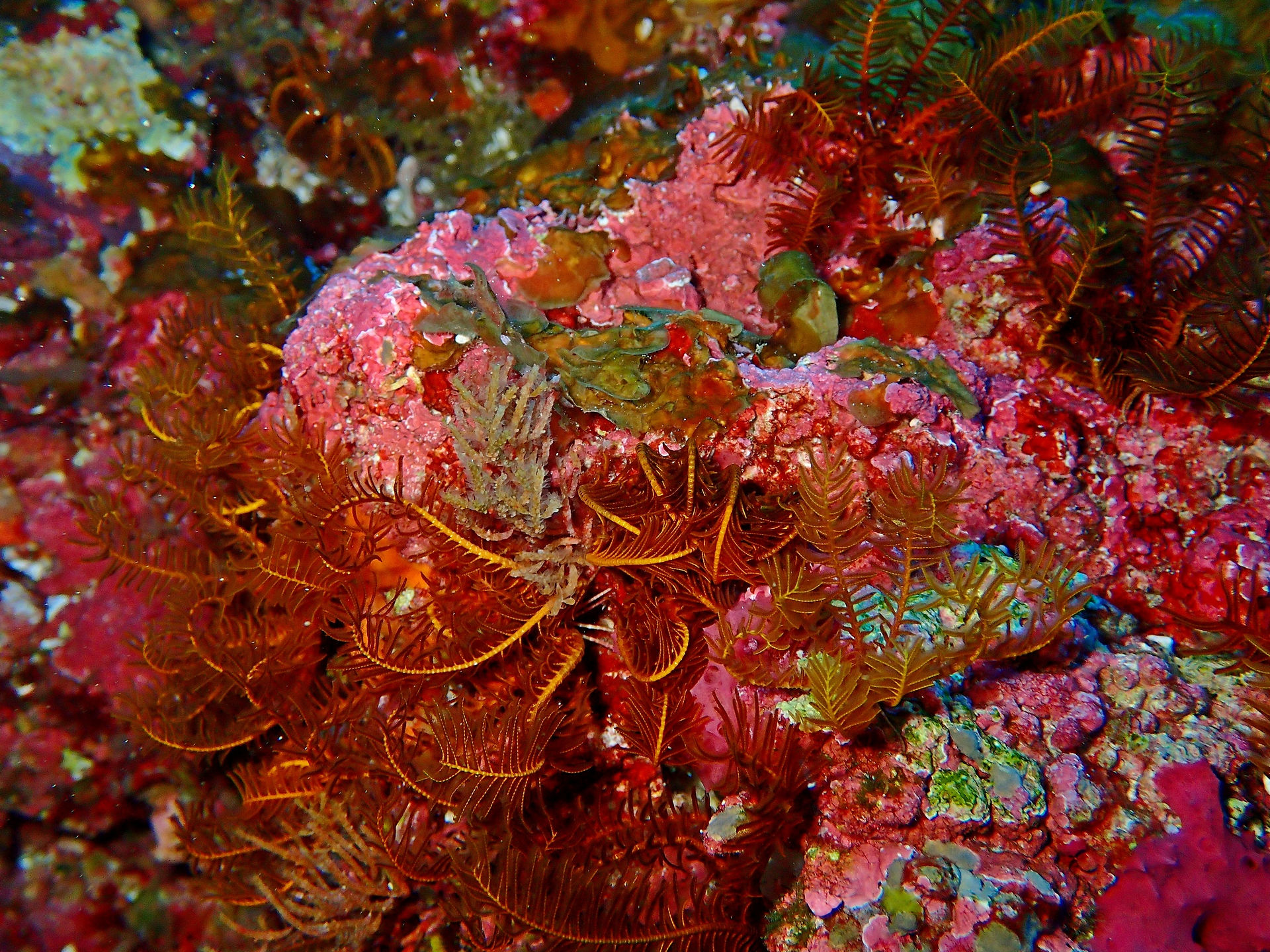 Crinoïdes