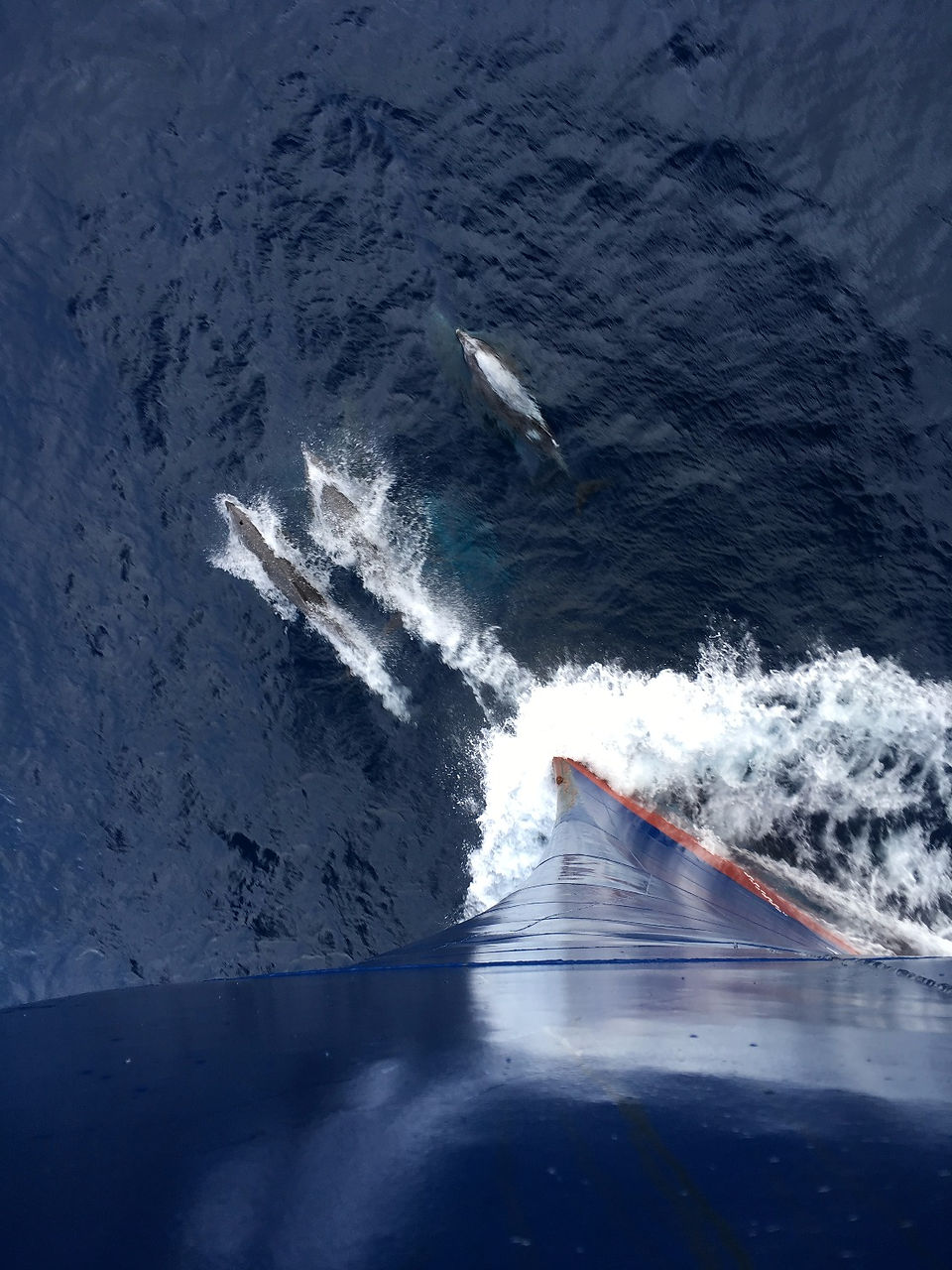 Dauphins communs