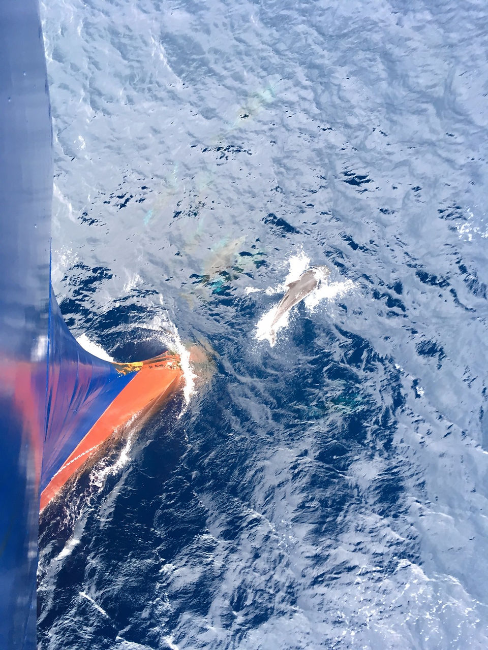 Dauphins communs