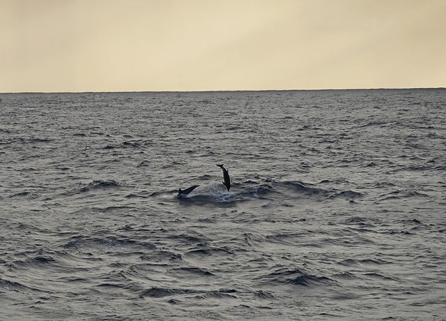 Dauphins communs