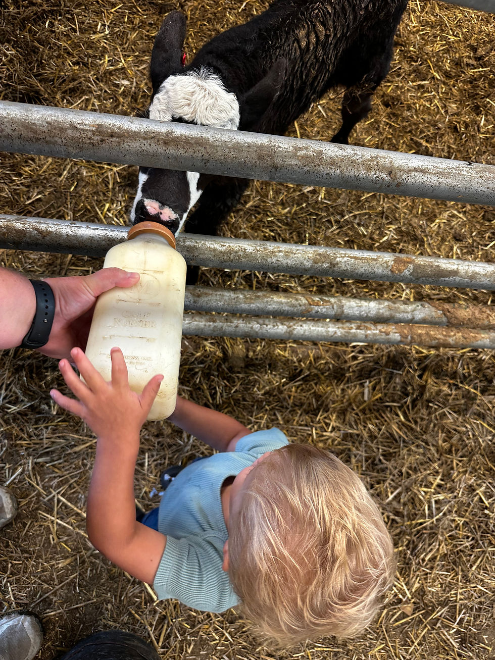 Evan feeding one of our bottle calves