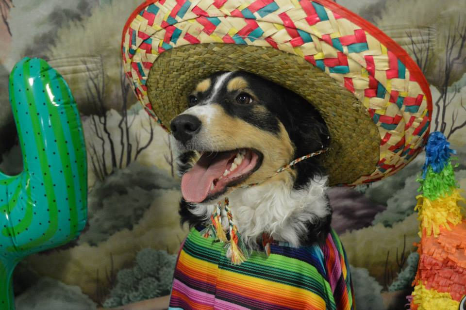 Cinco de Mayo