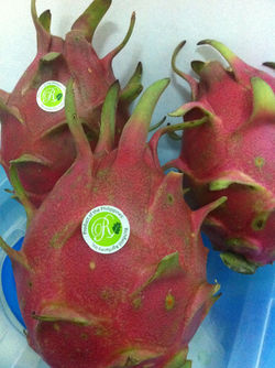 Fresh Dragon Fruit for sale