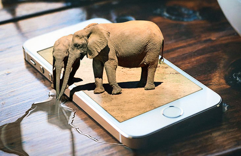 elephant
