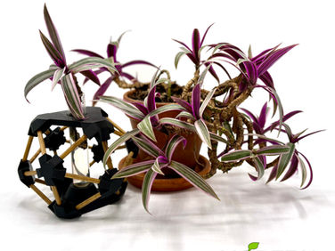 Tradescantia Zebrina, mother plant and prop