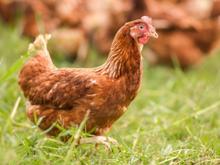 La Poule Rousse : Le Secret des Meilleurs Œufs