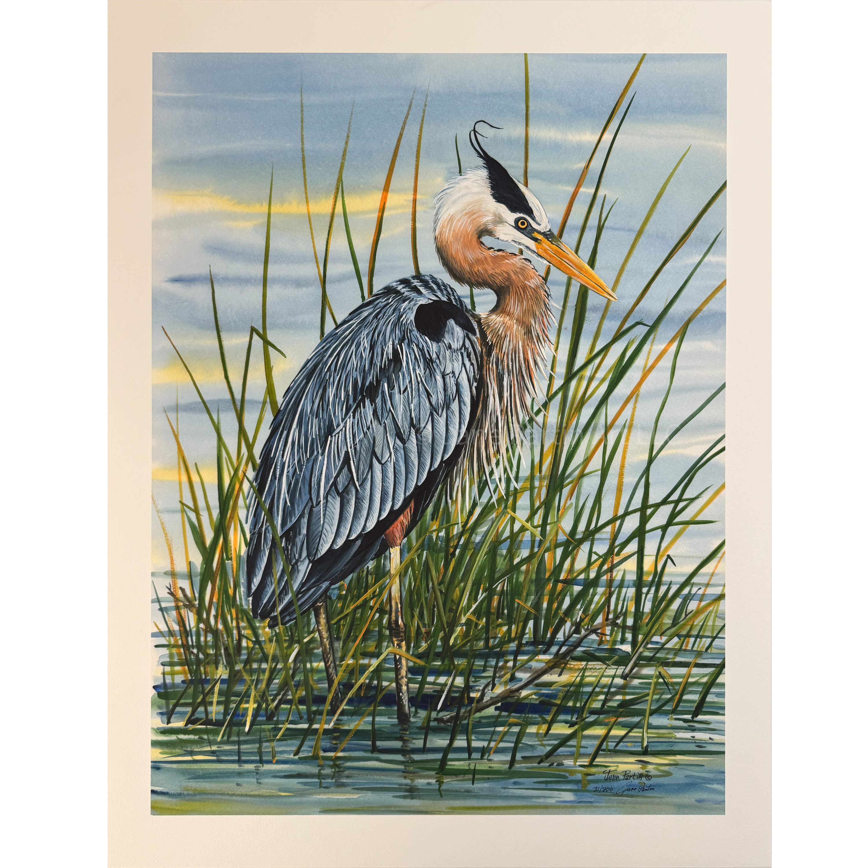 Great Blue Heron Crown