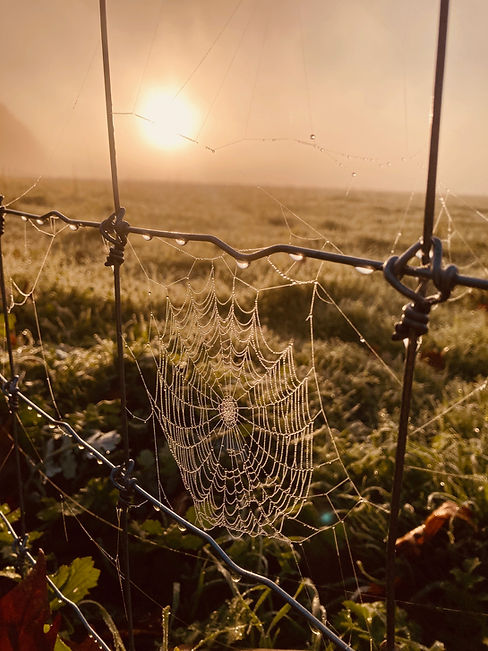 Amavi Farm Spider Web.jpg