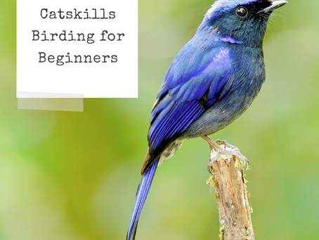 Catskills Birding for Beginners