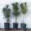 Miniature : Pinus thunbergii (Pin noir du Japon)
