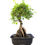 Miniature : Ulmus parvifolia (Orme)