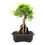 Miniature : Ulmus parvifolia (Orme)