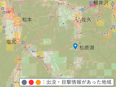 熊情報／松原湖周辺の危険性は高くありません。