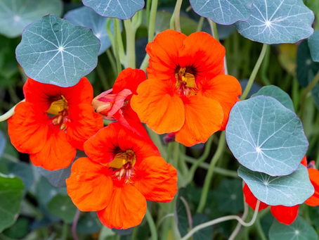 What to plant in May