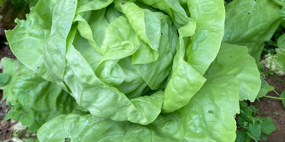 What to plant in September….