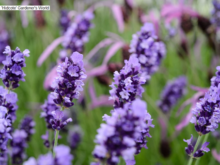 August Plant of the month…..Lavender.Â