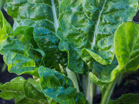 What to plant in August….