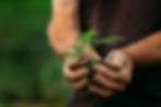 Young cannabis plant in soil at California weed farm