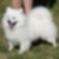 Mini American Eskimo.png