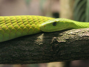 Chinesisches Neujahr 2025: Das Holz-Schlange Jahr