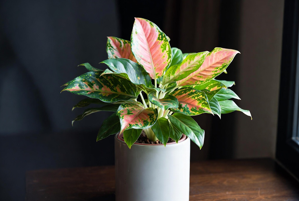 aglaonema