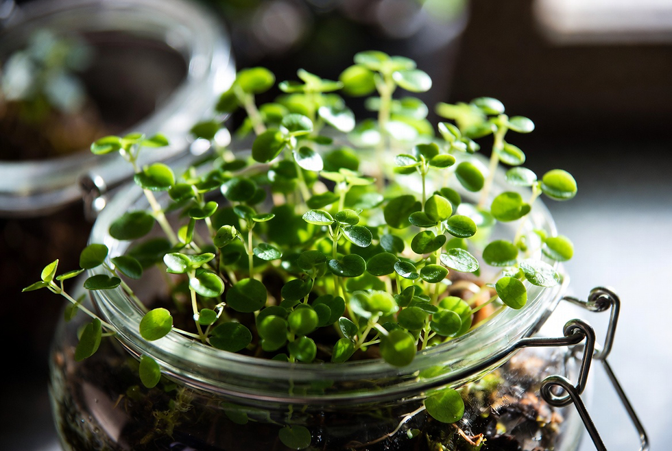 Pilea microphylla (Brilhantina) em terrario